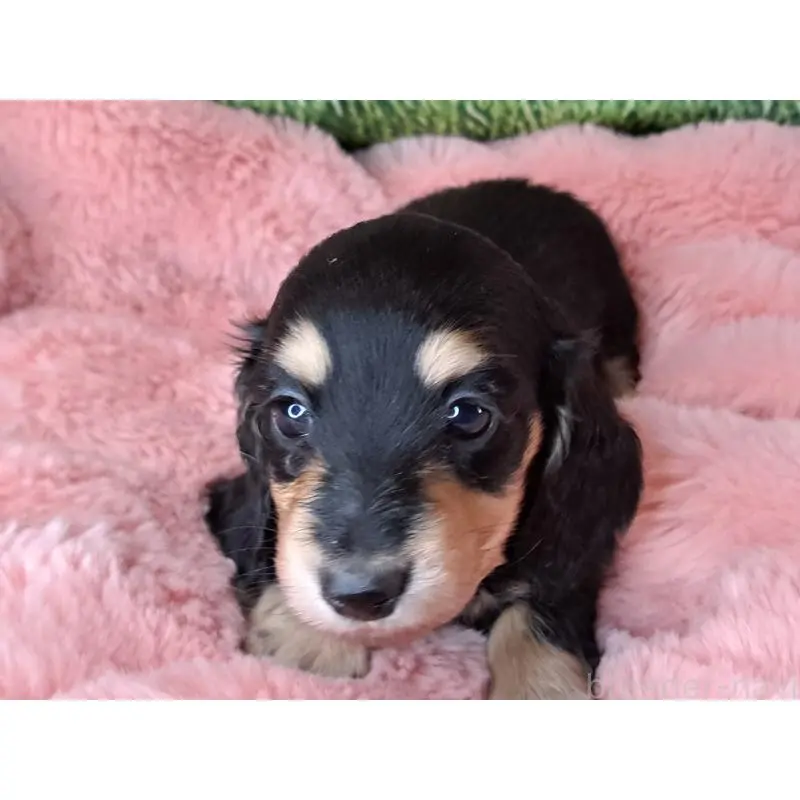 販売中の愛知県のミニチュアダックスフンド(ロングヘアード)-451638の2枚目