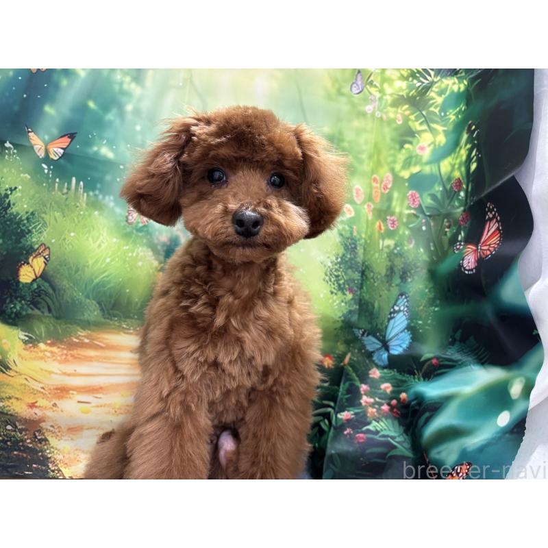 販売中の栃木県のトイプードル-423584の11枚目