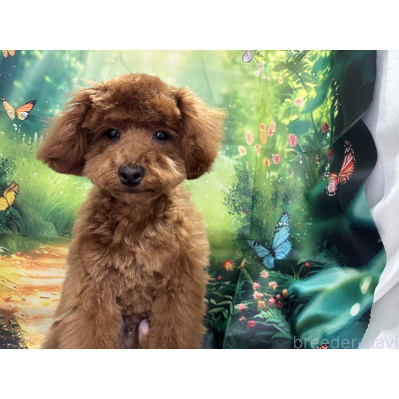 販売中の栃木県のトイプードル-423584の10枚目