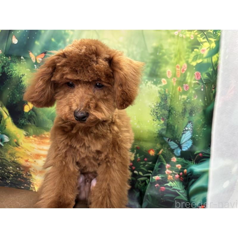 販売中の栃木県のトイプードル-423584の9枚目