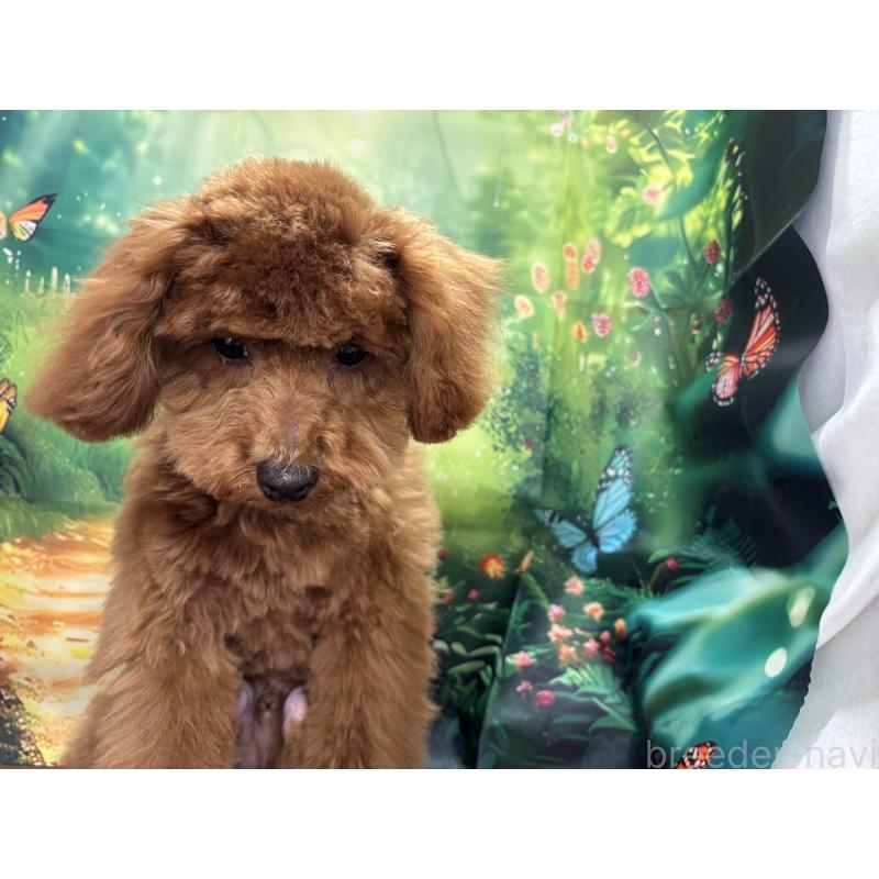 販売中の栃木県のトイプードル-423584の8枚目