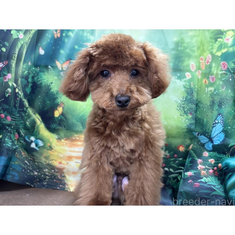 販売中の栃木県のトイプードル-423584の7枚目