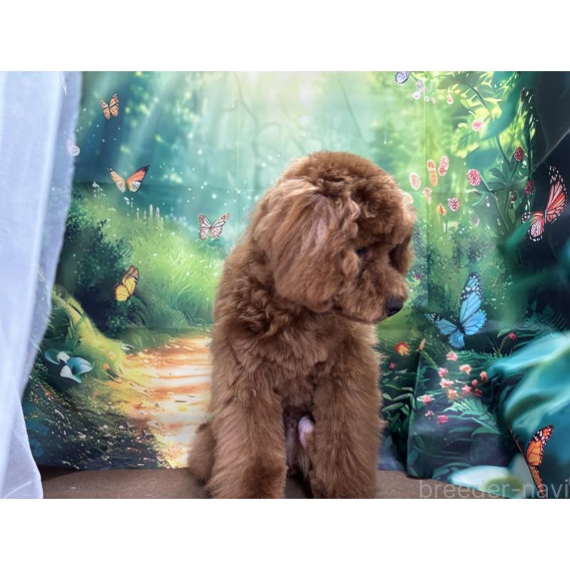 販売中の栃木県のトイプードル-423584の6枚目