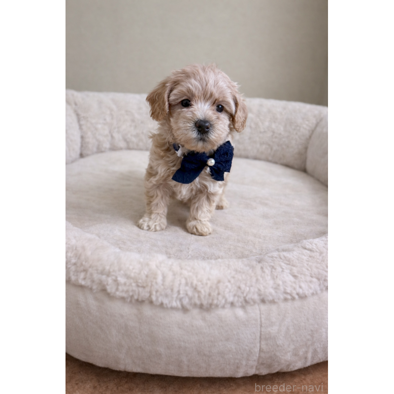 販売中の千葉県のマルプー:マルチーズ×トイプードル-451640の5枚目