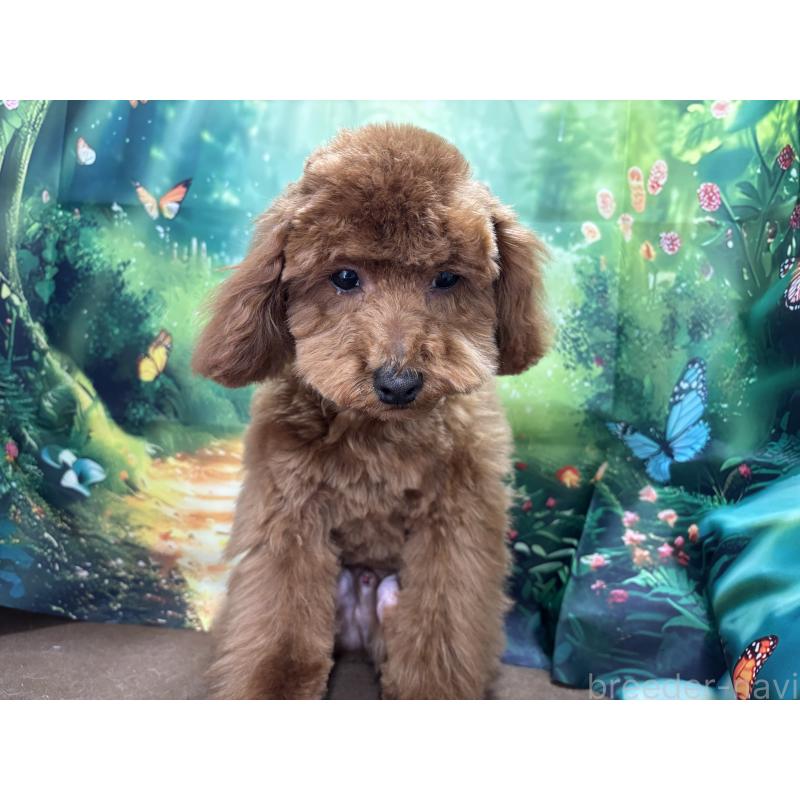 販売中の栃木県のトイプードル-423584の5枚目