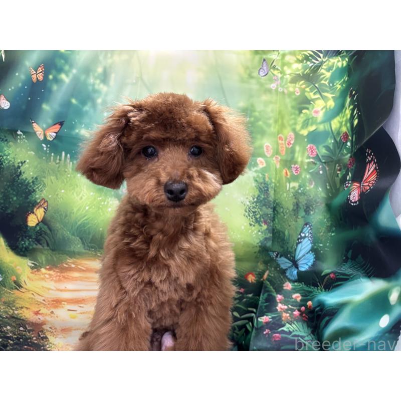 販売中の栃木県のトイプードル-423584の4枚目