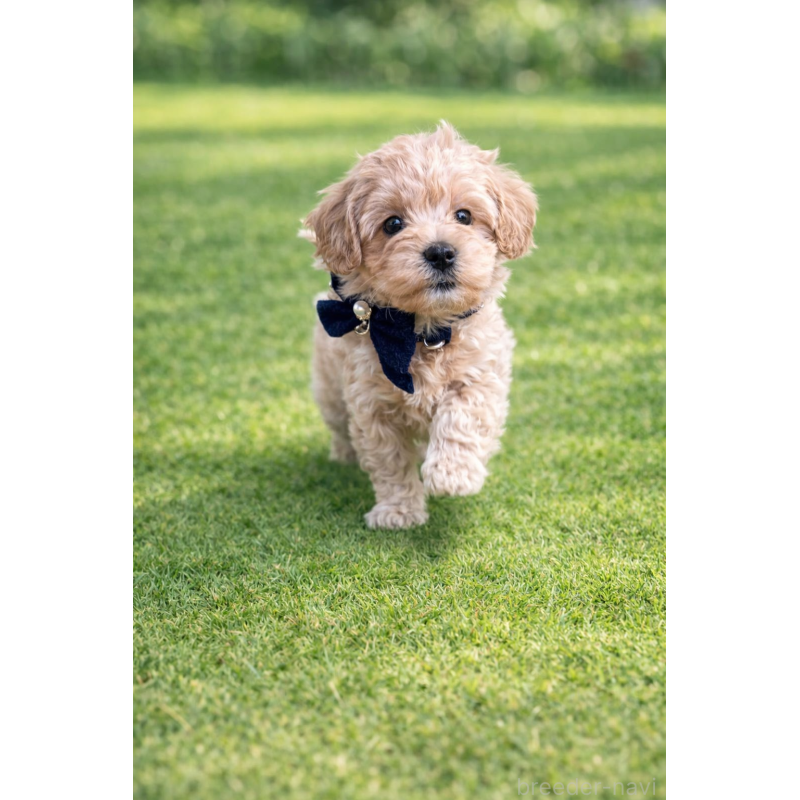 販売中の千葉県のマルプー:マルチーズ×トイプードル-451640の3枚目