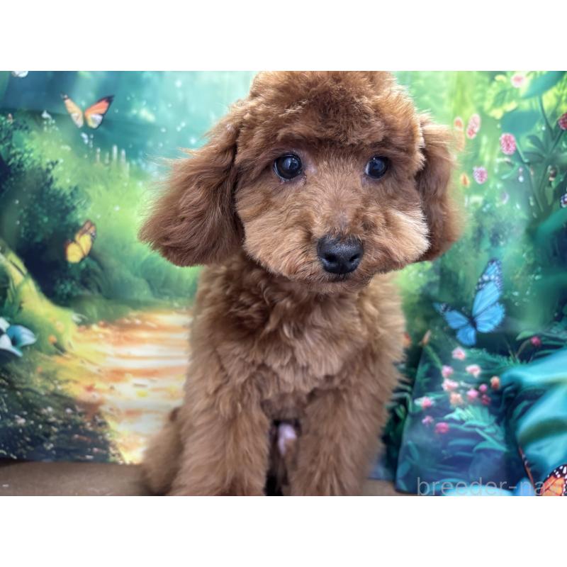 販売中の栃木県のトイプードル-423584の2枚目