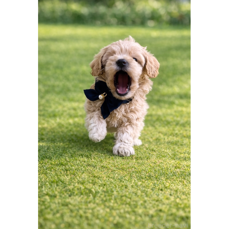 販売中の千葉県のマルプー:マルチーズ×トイプードル-451640の2枚目