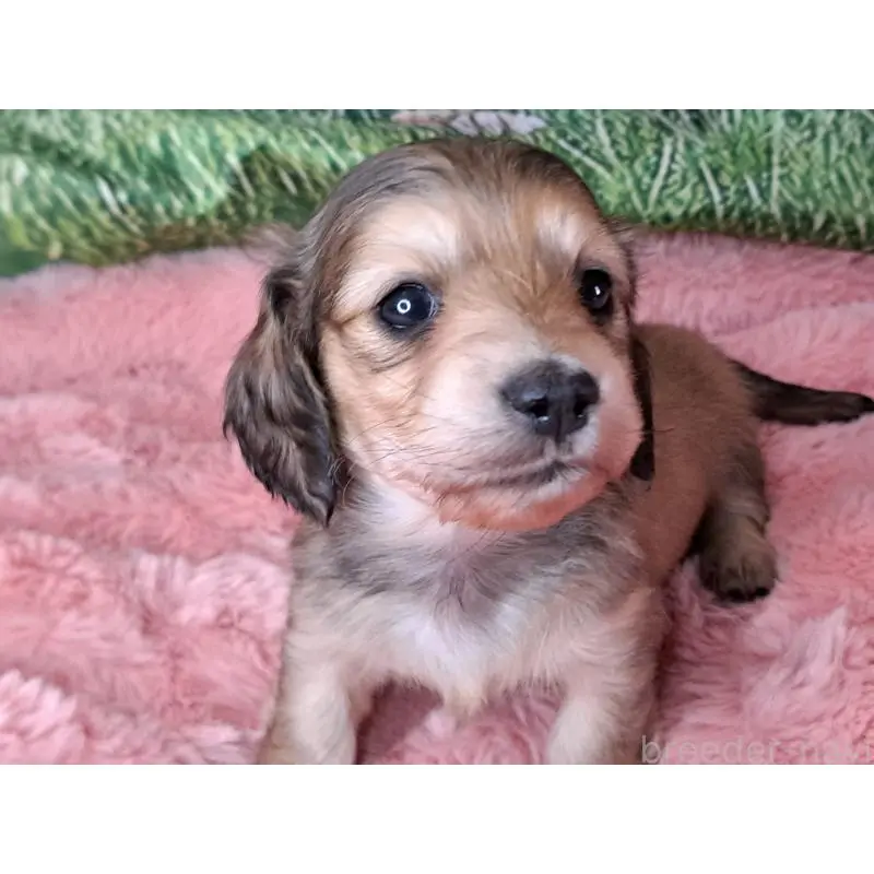 販売中の愛知県のミニチュアダックスフンド(ロングヘアード)-451639の5枚目