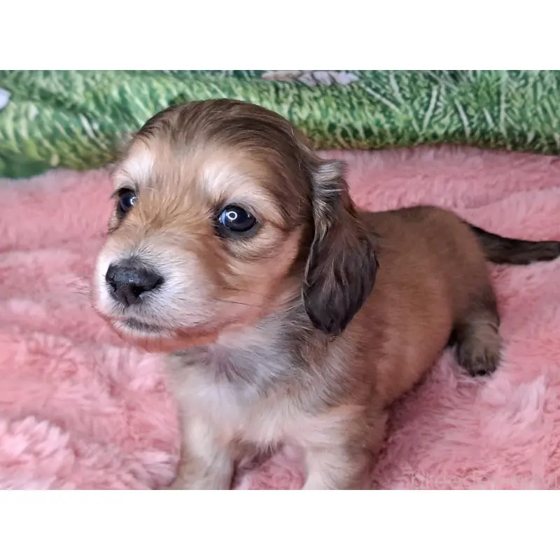 販売中の愛知県のミニチュアダックスフンド(ロングヘアード)-451639の4枚目