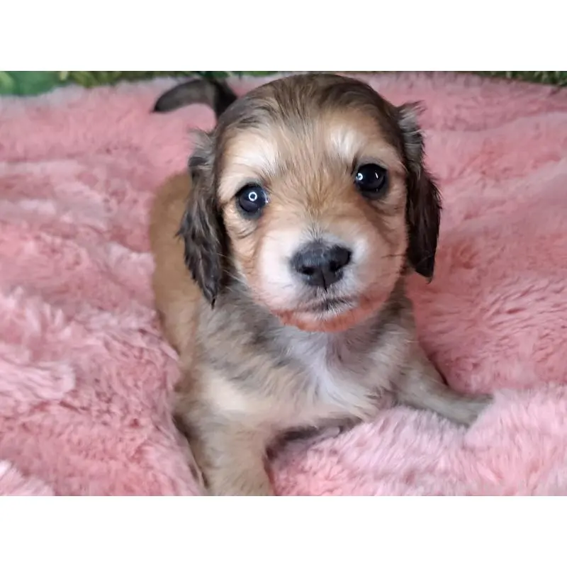 販売中の愛知県のミニチュアダックスフンド(ロングヘアード)-451639の3枚目