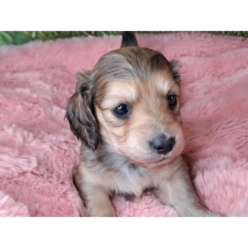 販売中の愛知県のミニチュアダックスフンド(ロングヘアード)-451639の2枚目