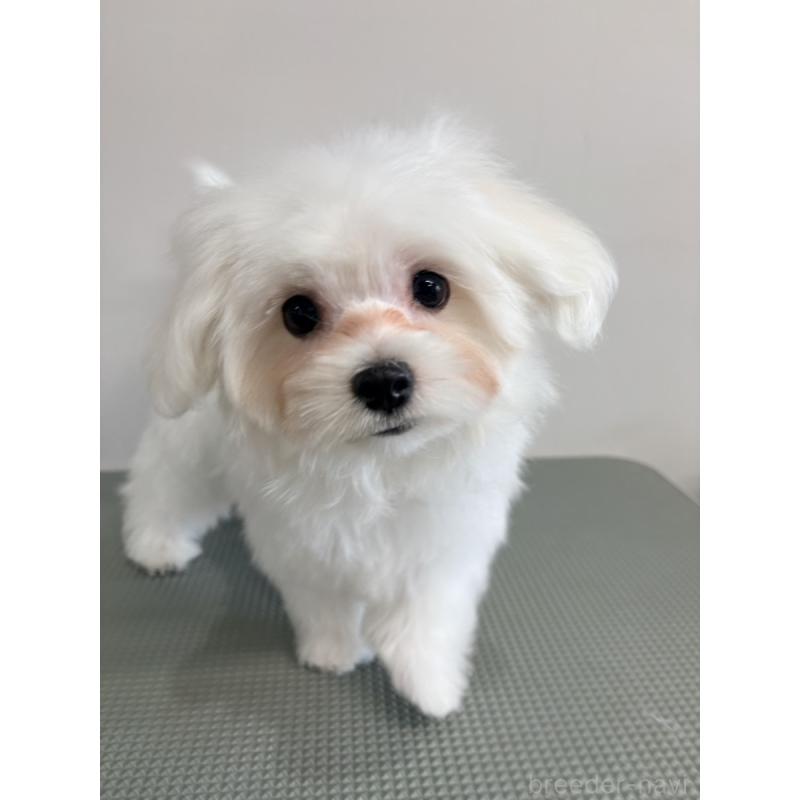 販売中の群馬県のマルチーズ-432295の2枚目