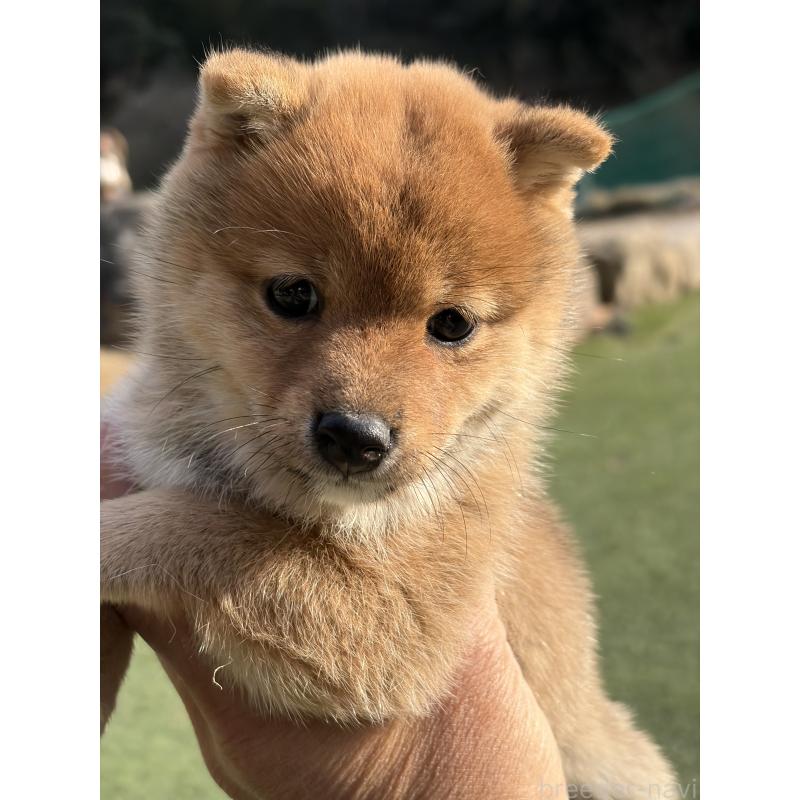 成約済の岡山県の豆柴-446069の5枚目