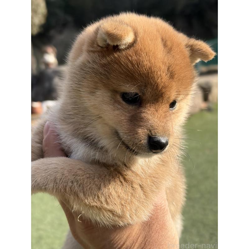 成約済の岡山県の豆柴-446069の4枚目