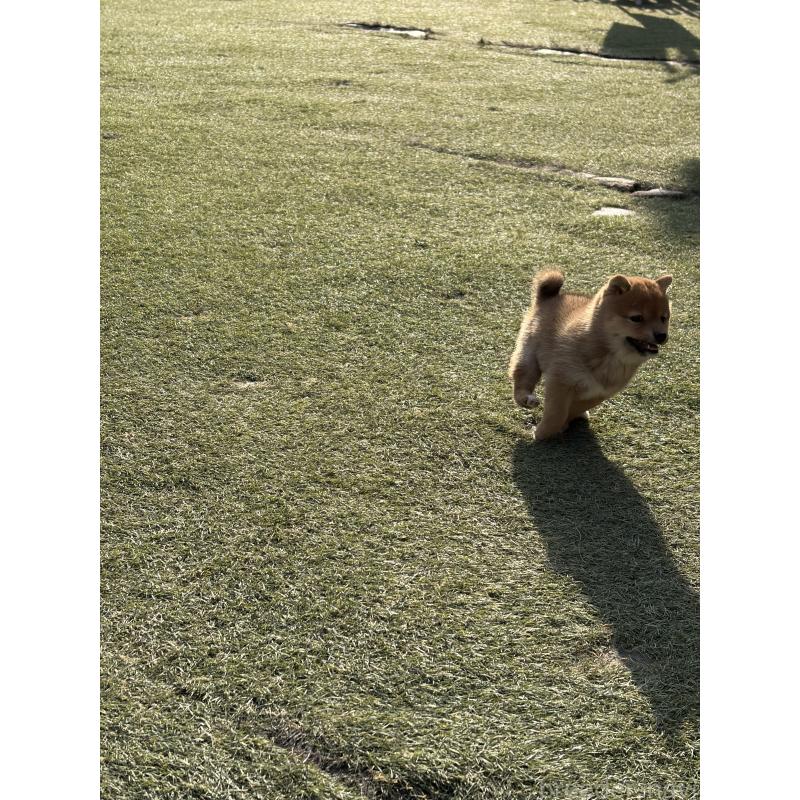 成約済の岡山県の豆柴-446069の3枚目