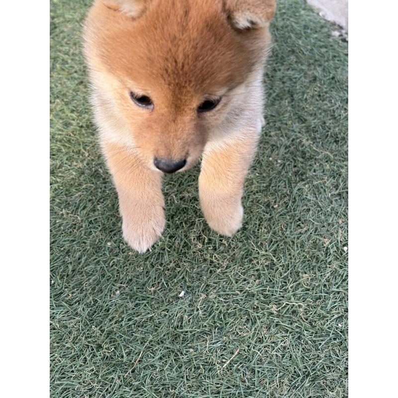 成約済の岡山県の豆柴-446069の2枚目