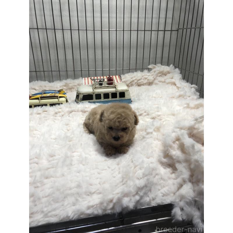 成約済の青森県のティーカッププードル-443675の4枚目