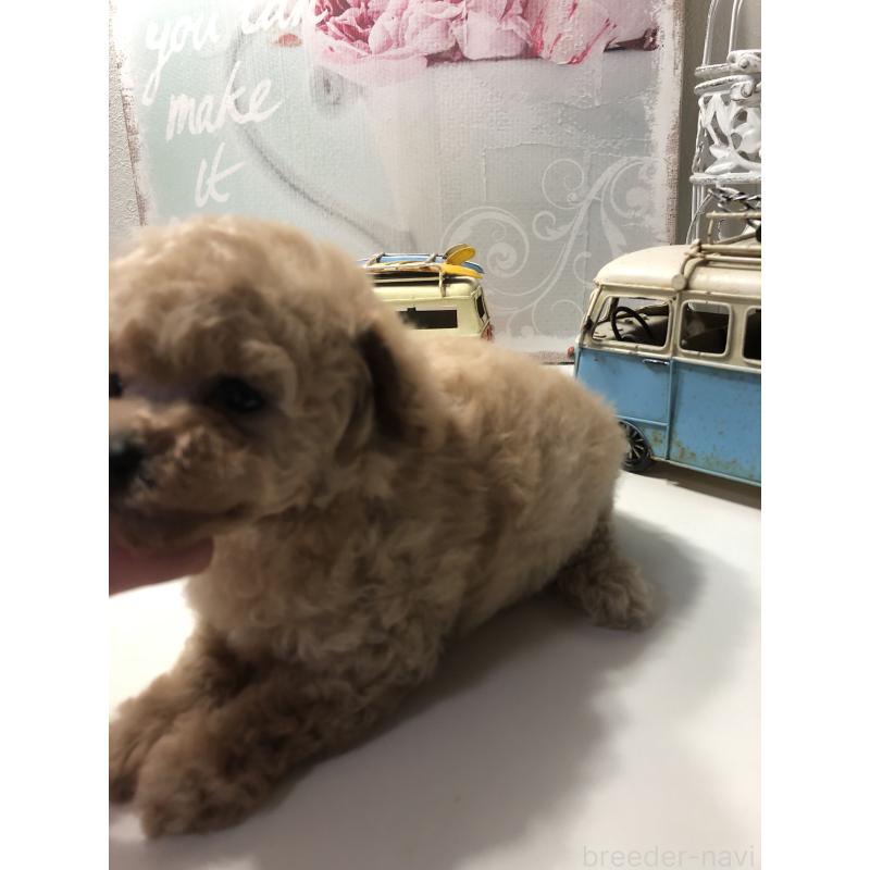 成約済の青森県のティーカッププードル-443675の2枚目