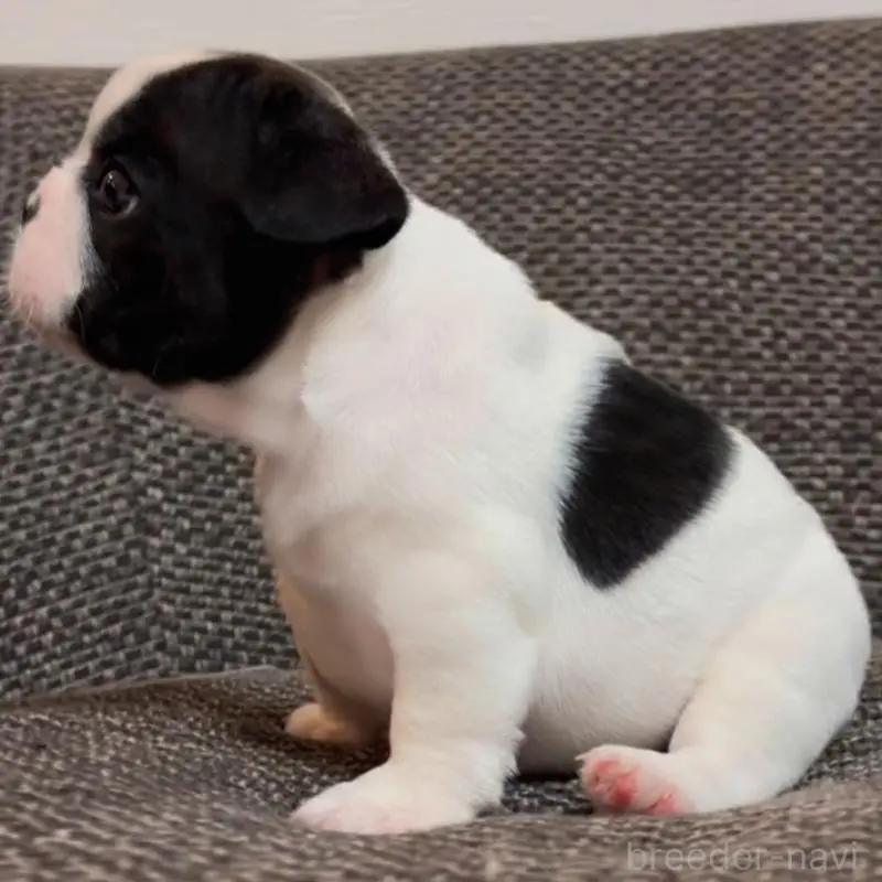 販売中の佐賀県のフレンチブルドッグ-451641の6枚目