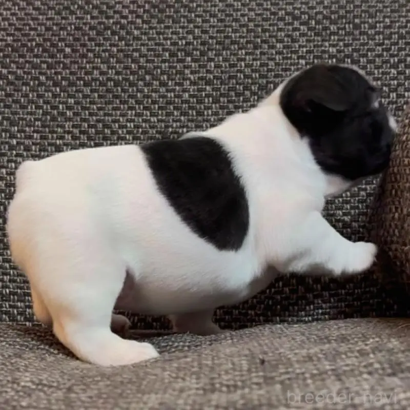 販売中の佐賀県のフレンチブルドッグ-451641の5枚目