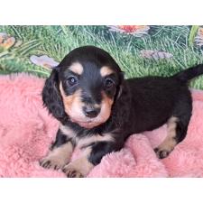 ♀︎ミニチュアダックスフンド(ロングヘアード)