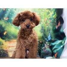 ♀︎トイプードル