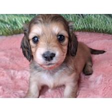 ♀︎ミニチュアダックスフンド(ロングヘアード)