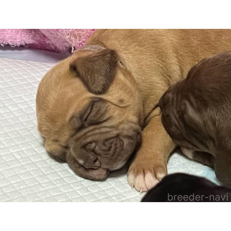 販売中の愛知県のアメリカンピットブルテリア-447038