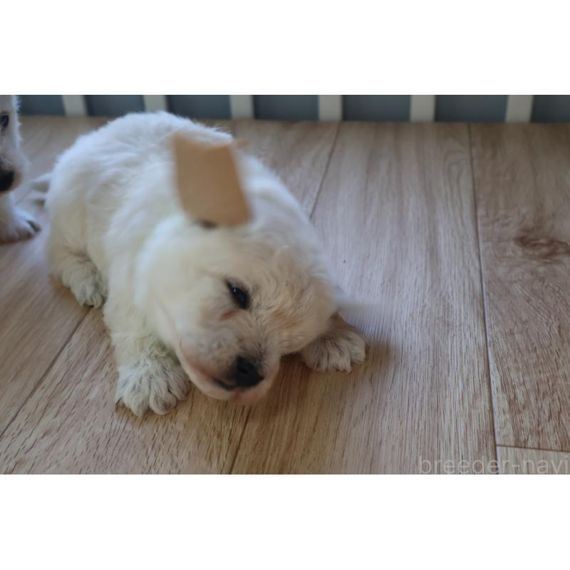 販売中の栃木県のウエストハイランドホワイトテリア(ウエスティ)-451627の4枚目