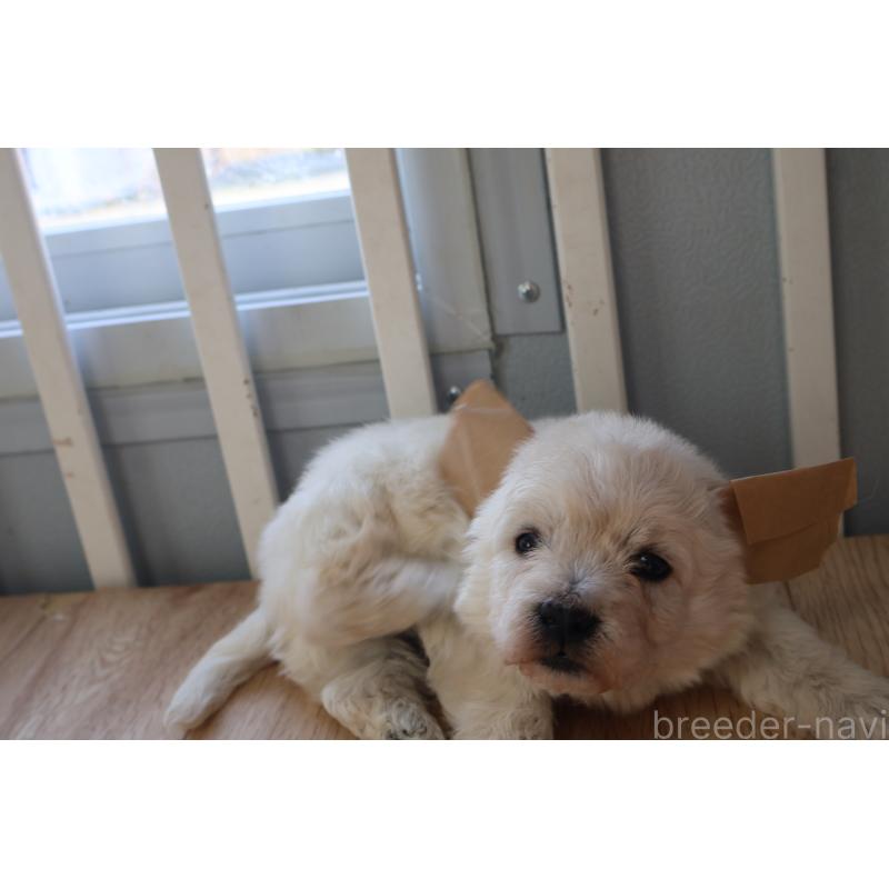 販売中の栃木県のウエストハイランドホワイトテリア(ウエスティ)-451627の3枚目