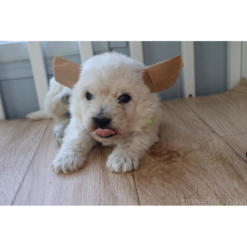 販売中の栃木県のウエストハイランドホワイトテリア(ウエスティ)-451627の2枚目