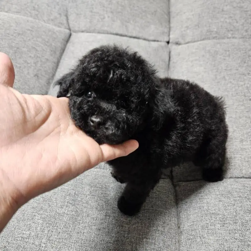 販売中の宮城県のタイニープードル-451646の13枚目