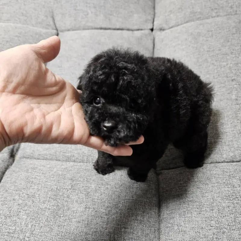 販売中の宮城県のタイニープードル-451646の12枚目