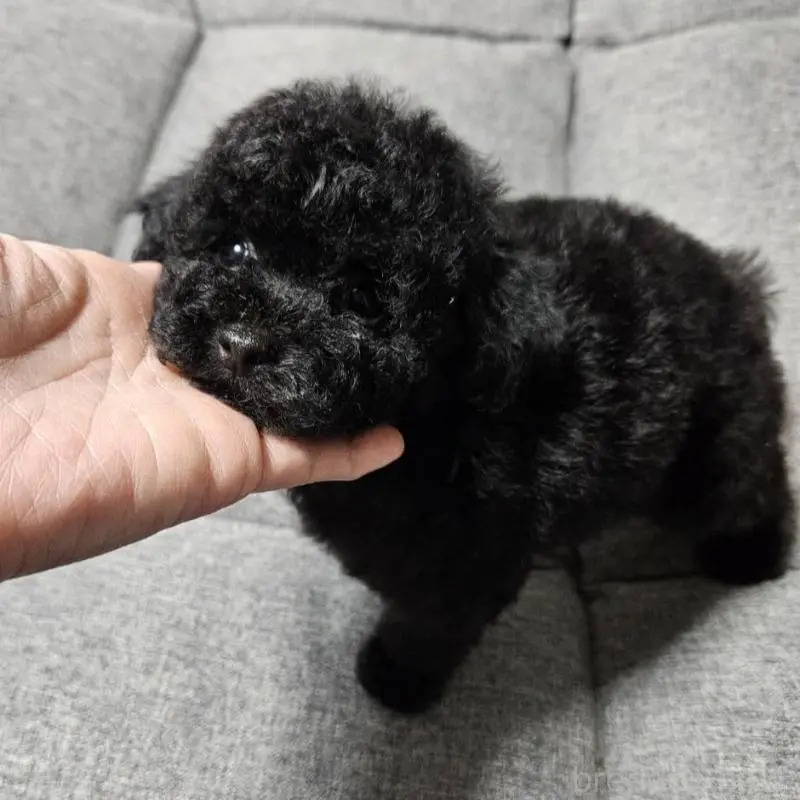 販売中の宮城県のタイニープードル-451646の11枚目