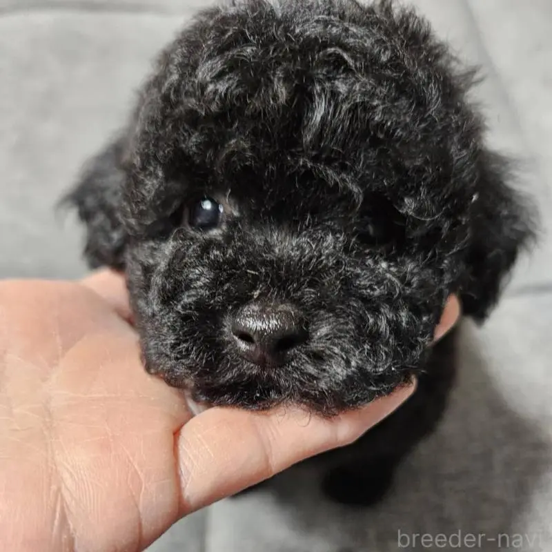 販売中の宮城県のタイニープードル-451646の10枚目