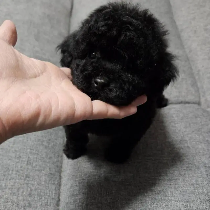 販売中の宮城県のタイニープードル-451646の9枚目