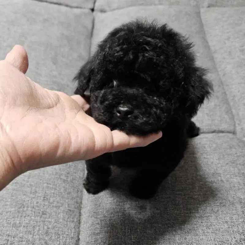 販売中の宮城県のタイニープードル-451646の8枚目