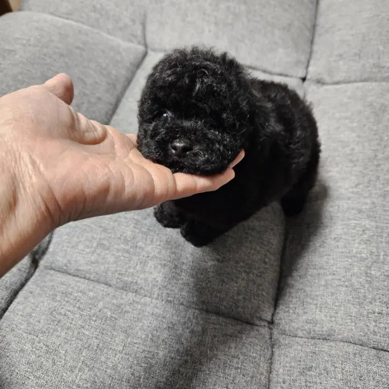 販売中の宮城県のタイニープードル-451646の7枚目