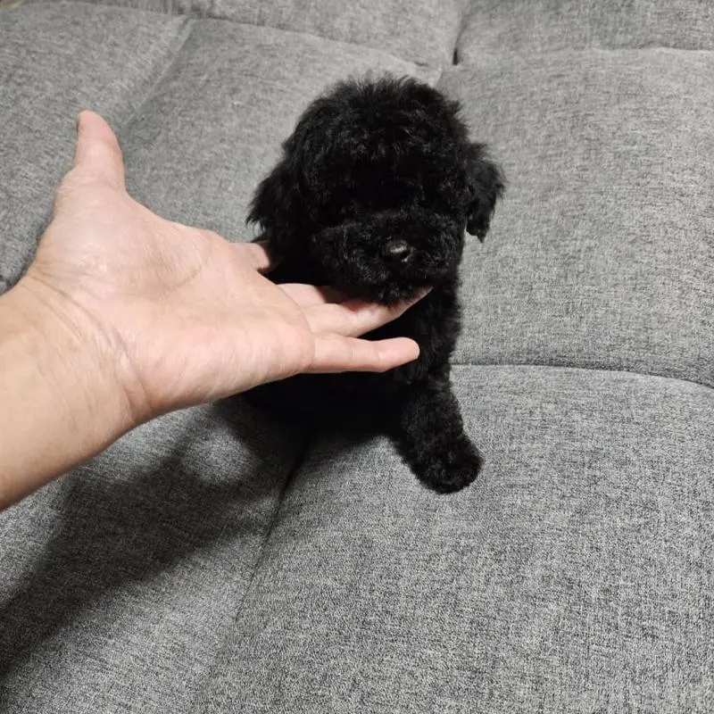 販売中の宮城県のタイニープードル-451646の5枚目