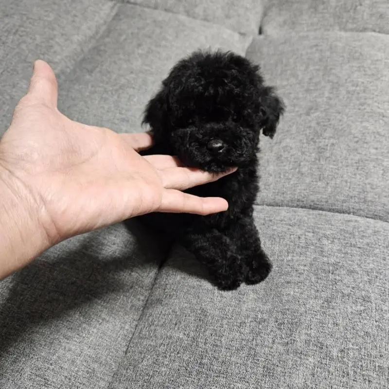 販売中の宮城県のタイニープードル-451646の4枚目