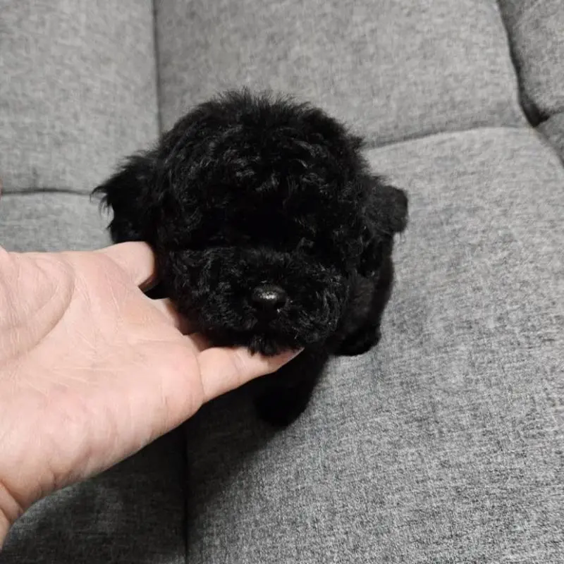 販売中の宮城県のタイニープードル-451646の2枚目