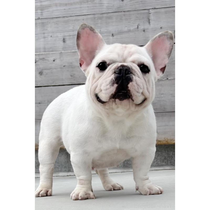 犬舎紹介の佐賀県の犬舎紹介-3926の2枚目