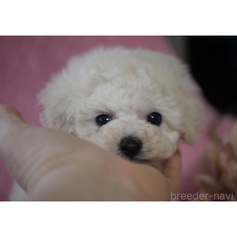 販売中の香川県のティーカッププードル-451647の2枚目