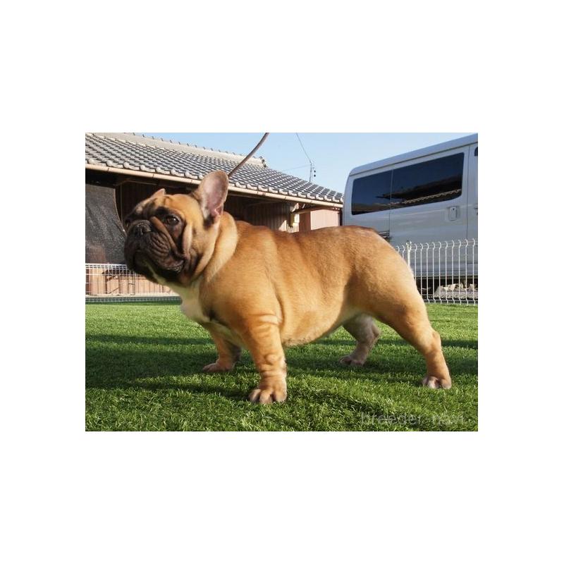 犬舎紹介の佐賀県の犬舎紹介-3926の3枚目