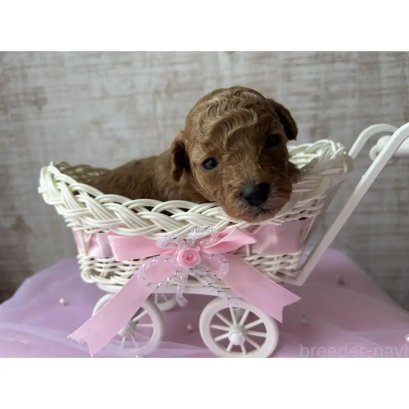 販売中の広島県のトイプードル-451648の4枚目