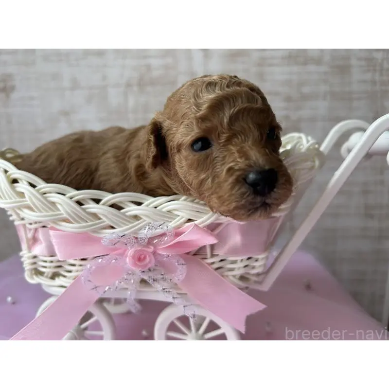 販売中の広島県のトイプードル-451648の3枚目