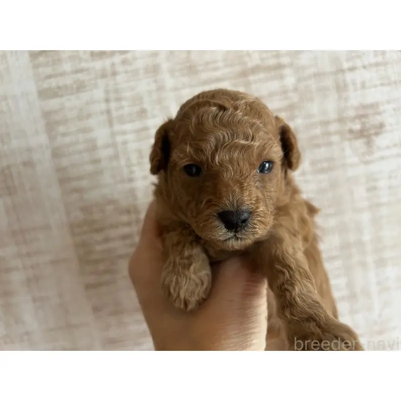 販売中の広島県のトイプードル-451648の2枚目