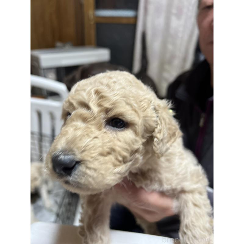 販売中の北海道のラブラドゥードル:ラブラドールレトリーバー×プードル-450358